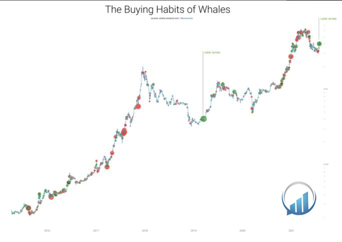 خرید بیت کوین تحت رهبری نهنگ ها معمولاً با جهش های زیاد قیمت همراه است
